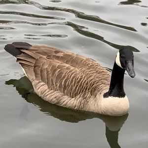 Meet your Posher, VP